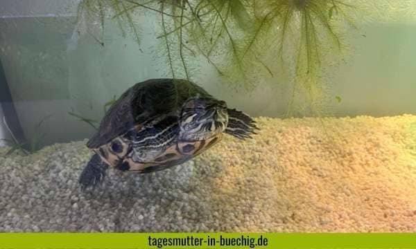 Tagesmutter in Büchig | Tagesmutter in Stutensee | Unsere Schildkröte Gertrud